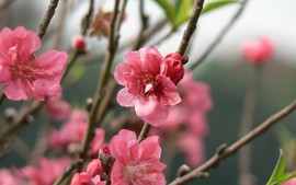 Những mùa xuân lịch sử của dân tộc Việt Nam
